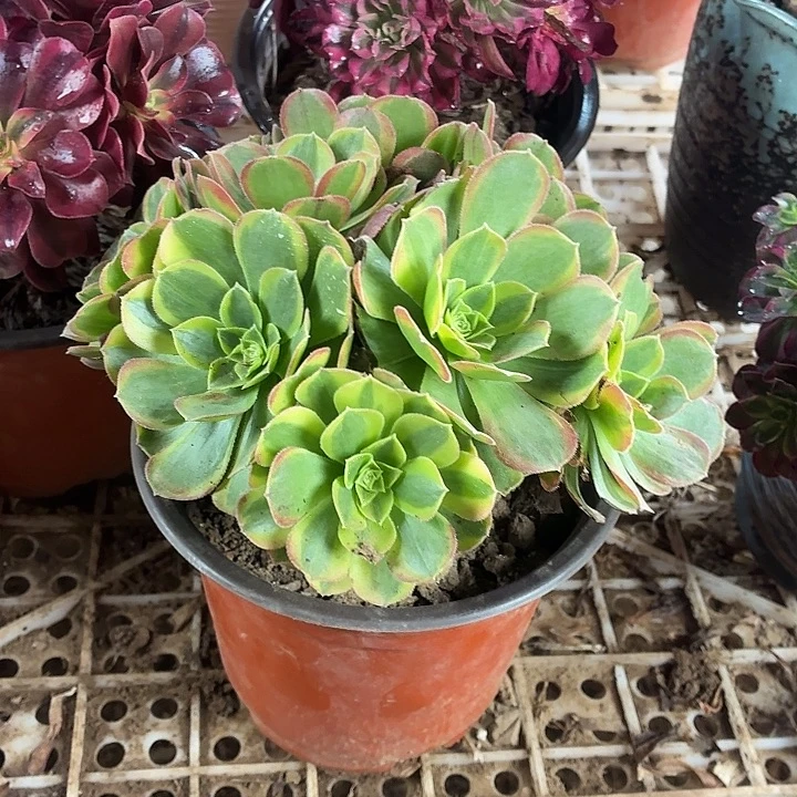 逸***梦奶白锦一棵拼单福利