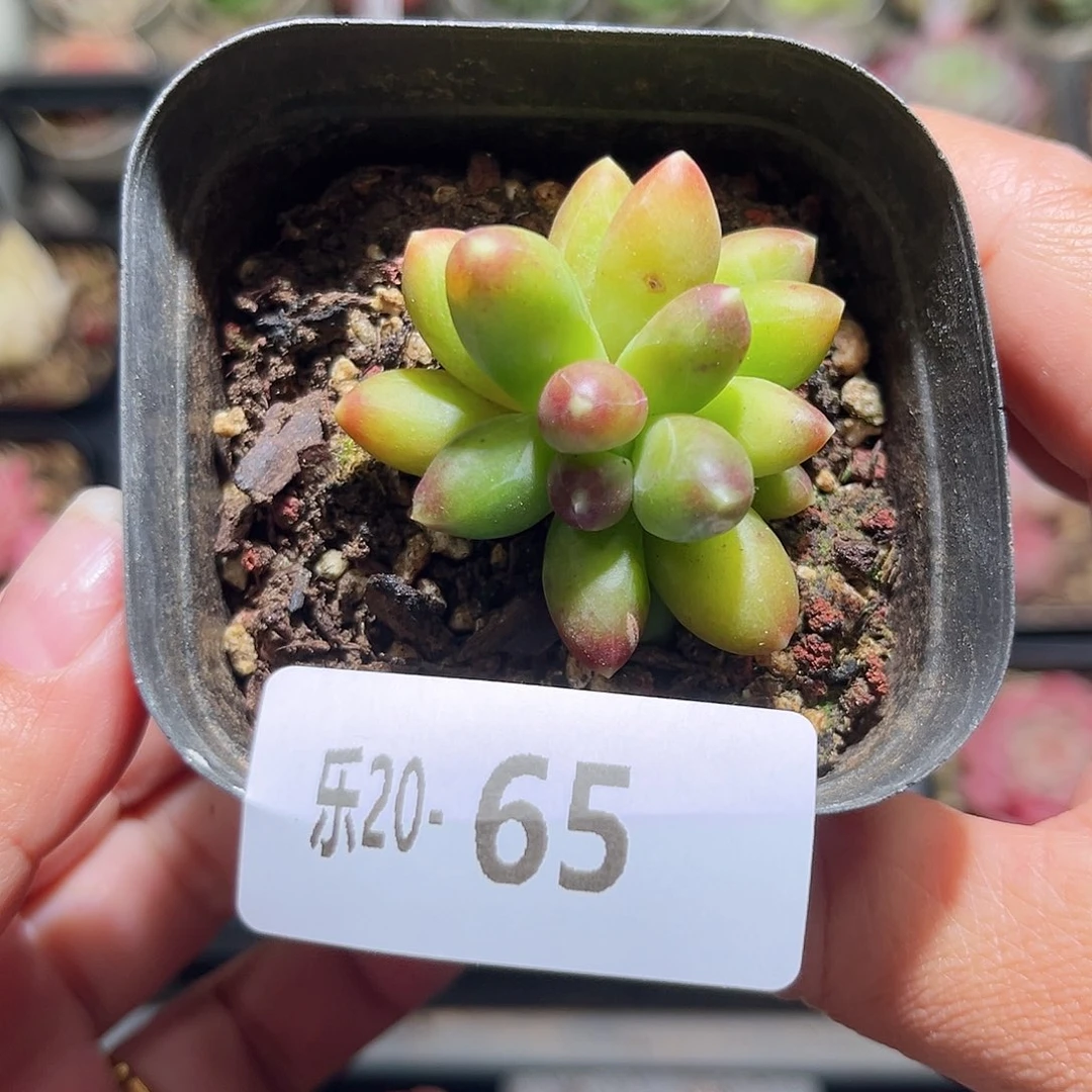 木乐20-65千代田之松