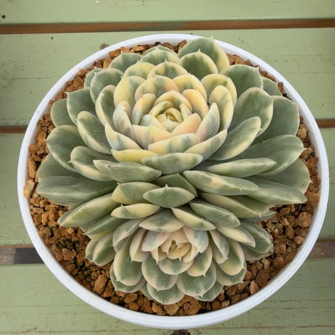 绿体昂斯诺锦锦上园艺一物一拍