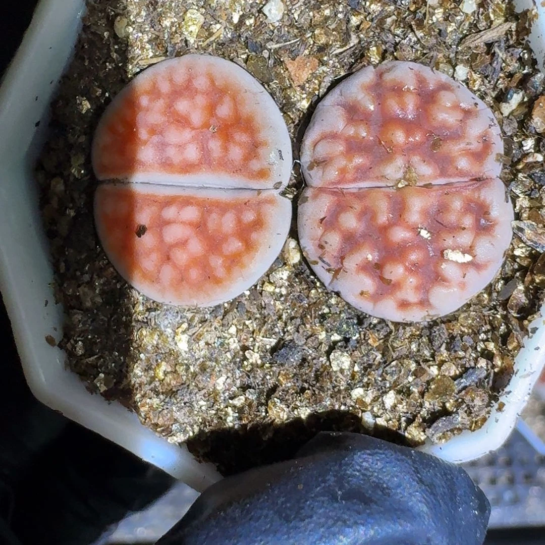 生石花11111。   360