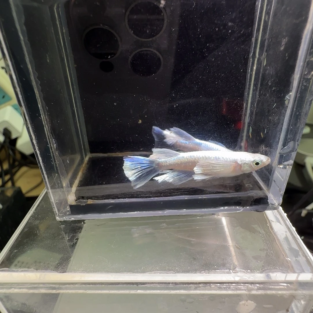 青鳉鱼一物一拍220