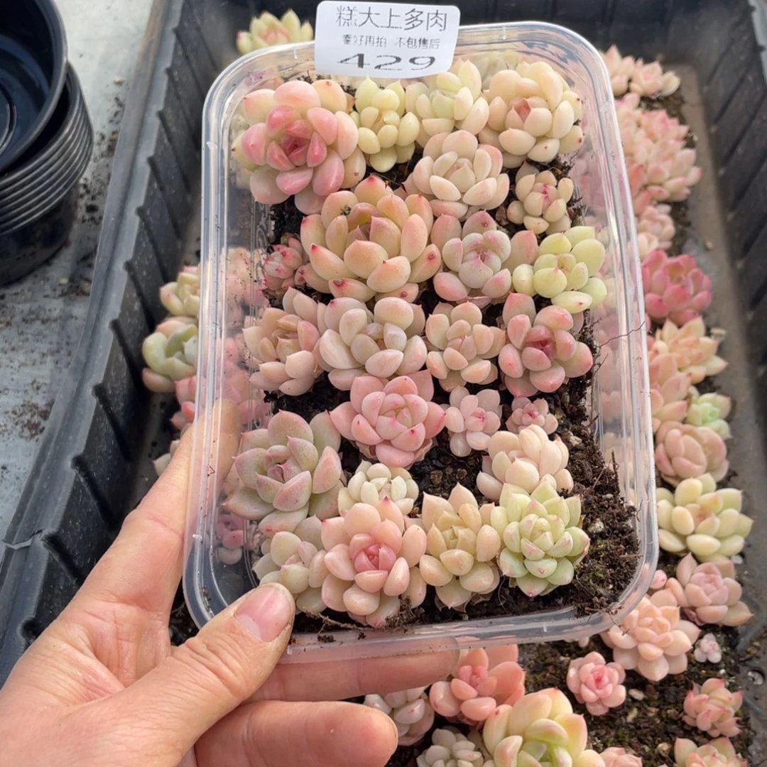 糕大上多肉植物429