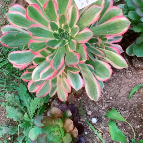 天****?多肉植物妖月605