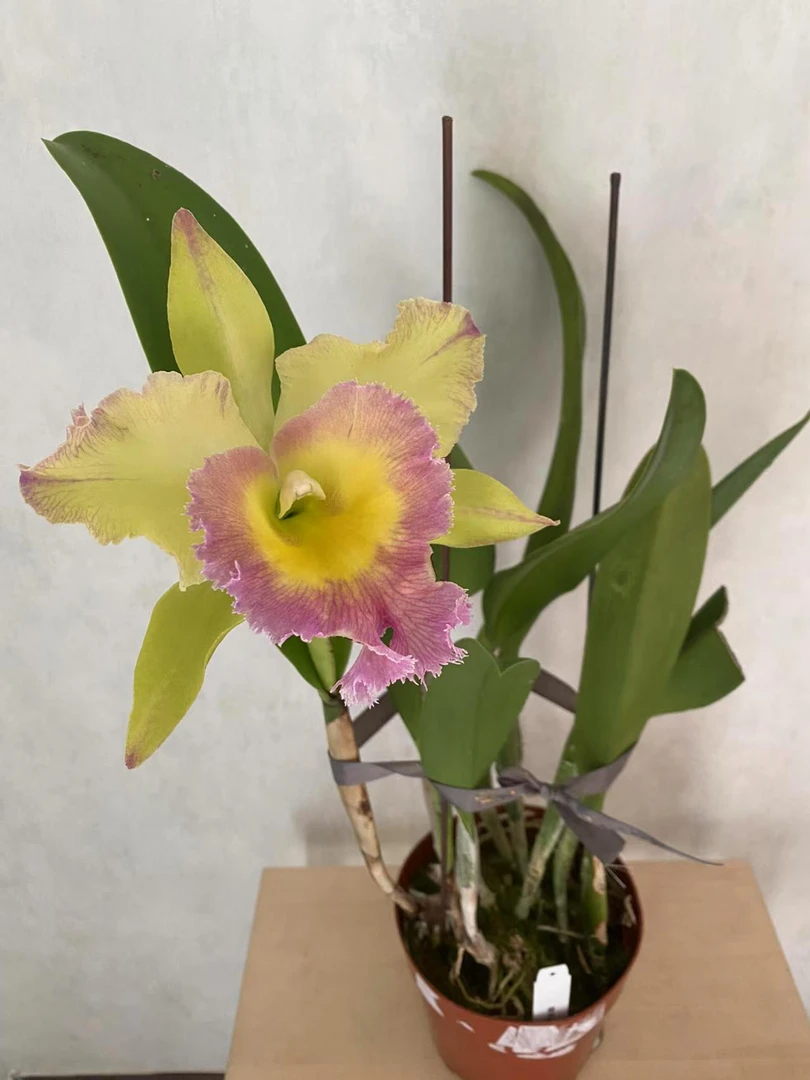 塔西纳卡特兰室内办公室花卉绿植盆栽