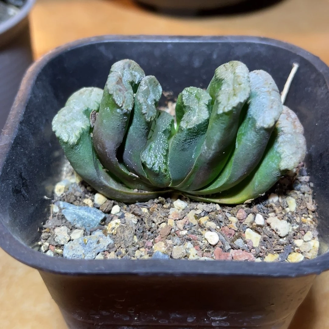日系玉扇一物一拍
