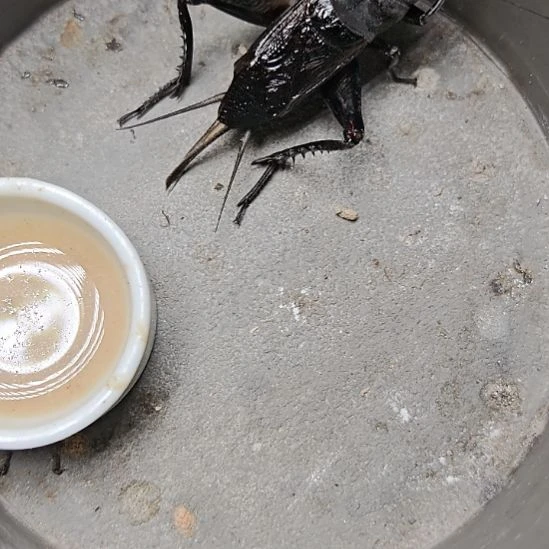 蟋蟀歪门邪调 60天桥