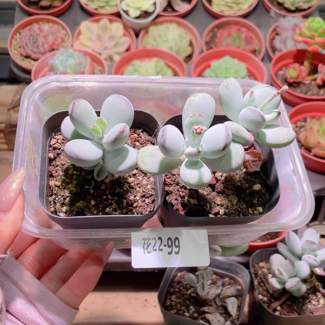 花利美22-99框拍2颗