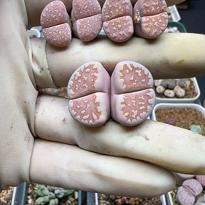 酷*1188福利福利福利