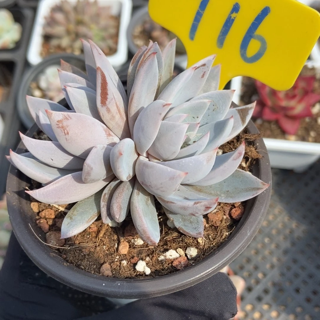 716轻轨多肉植物保护