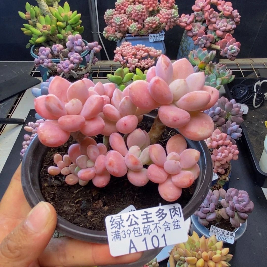 101樱花洛神多肉8c m