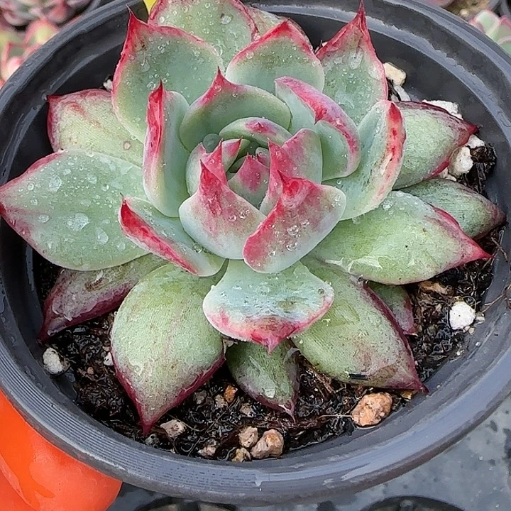 倔***任178 惊鸿仙子多肉植物6-9cm