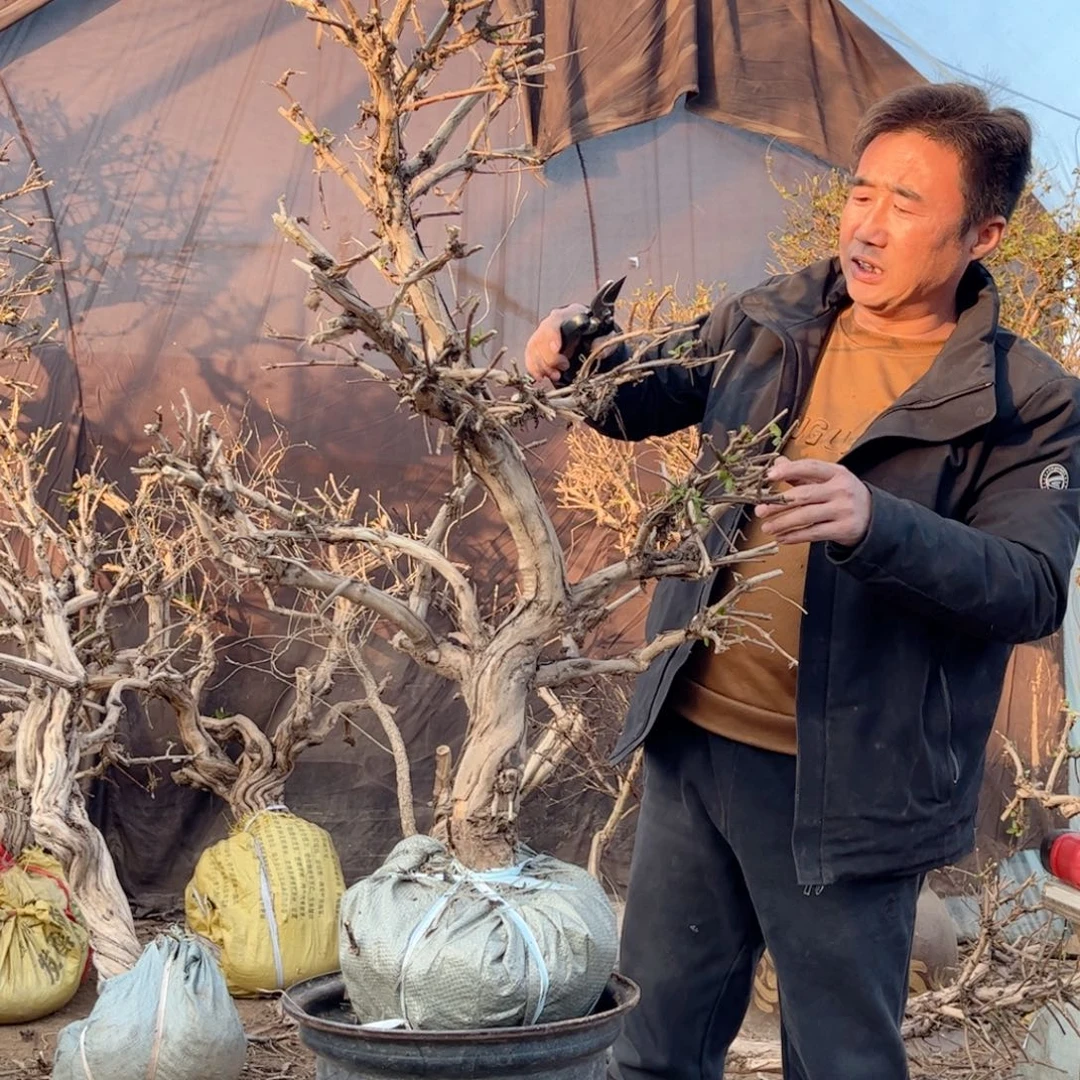 李***阳全部花朵金银花888888