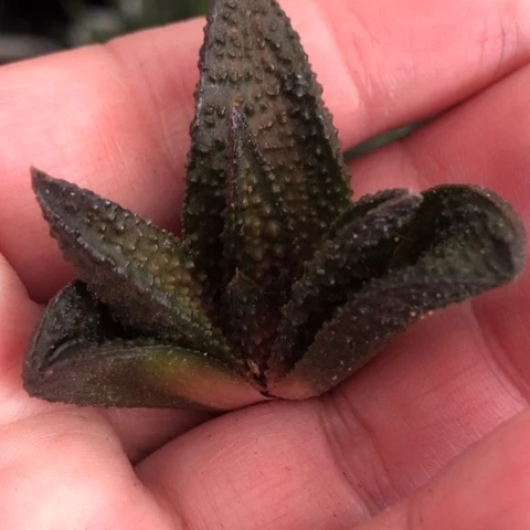 风车侧牙无根哈哈哈哈哈