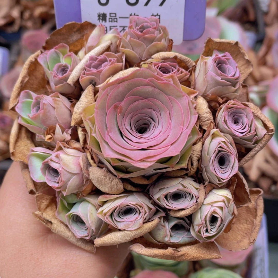 山地玫瑰J899断枝不包损不售后