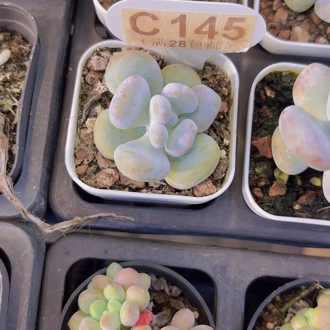 C145油煎丸子一物一拍