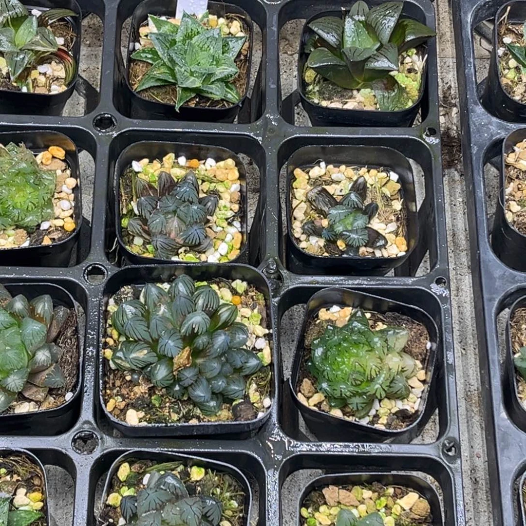 60 脱土包邮8颗福利