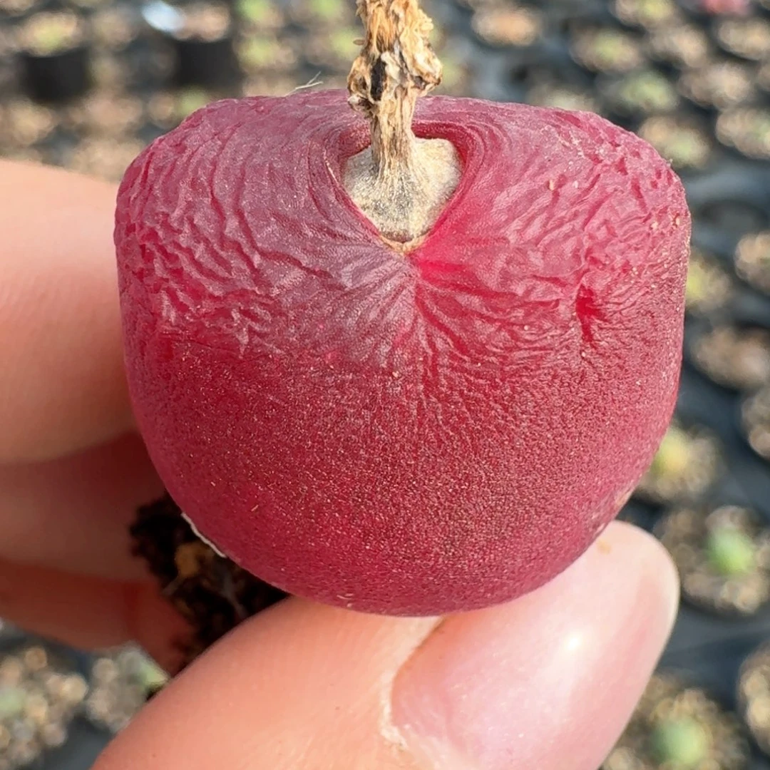 殷**婆97特选红毛00000000000