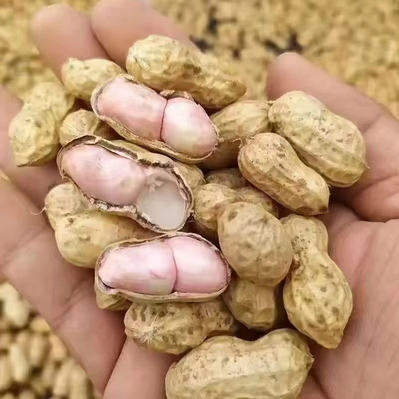 新鲜湿花生带壳现挖带泥沙地粉皮花生米农家自种产地