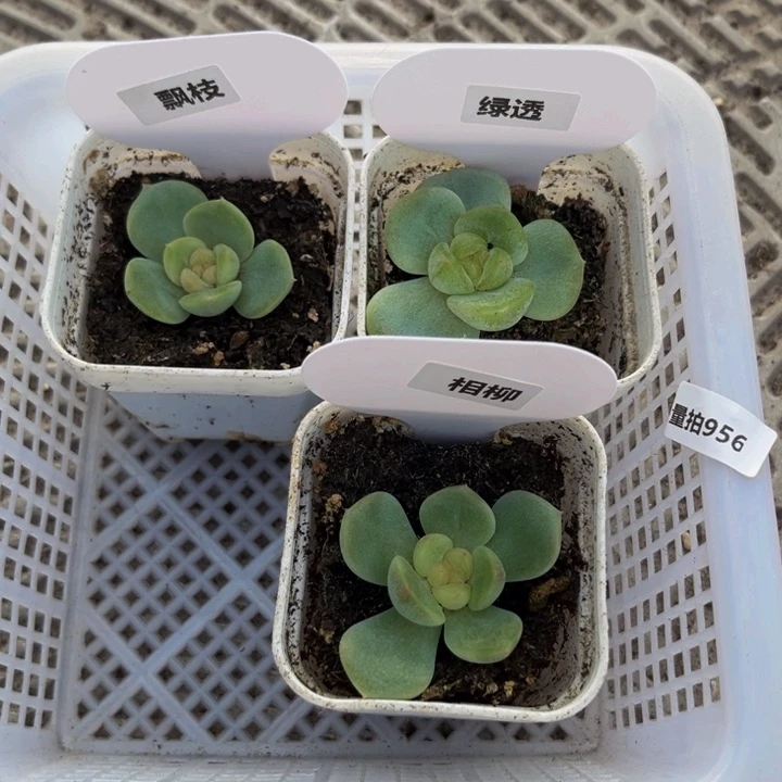 956量拍，多肉植物组合