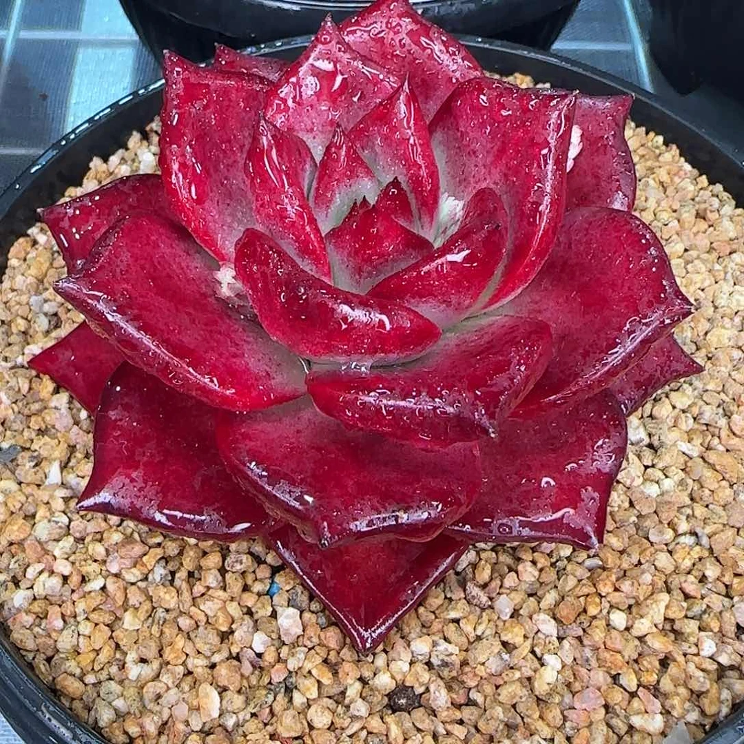 从前慢花园精选0126-罗宾