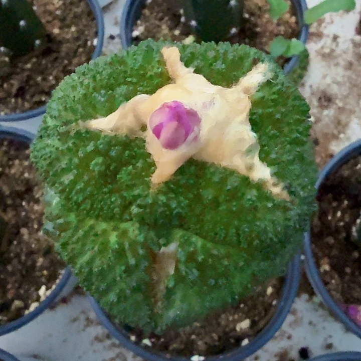 虎***森无花朵135大尤哥斯拉东五