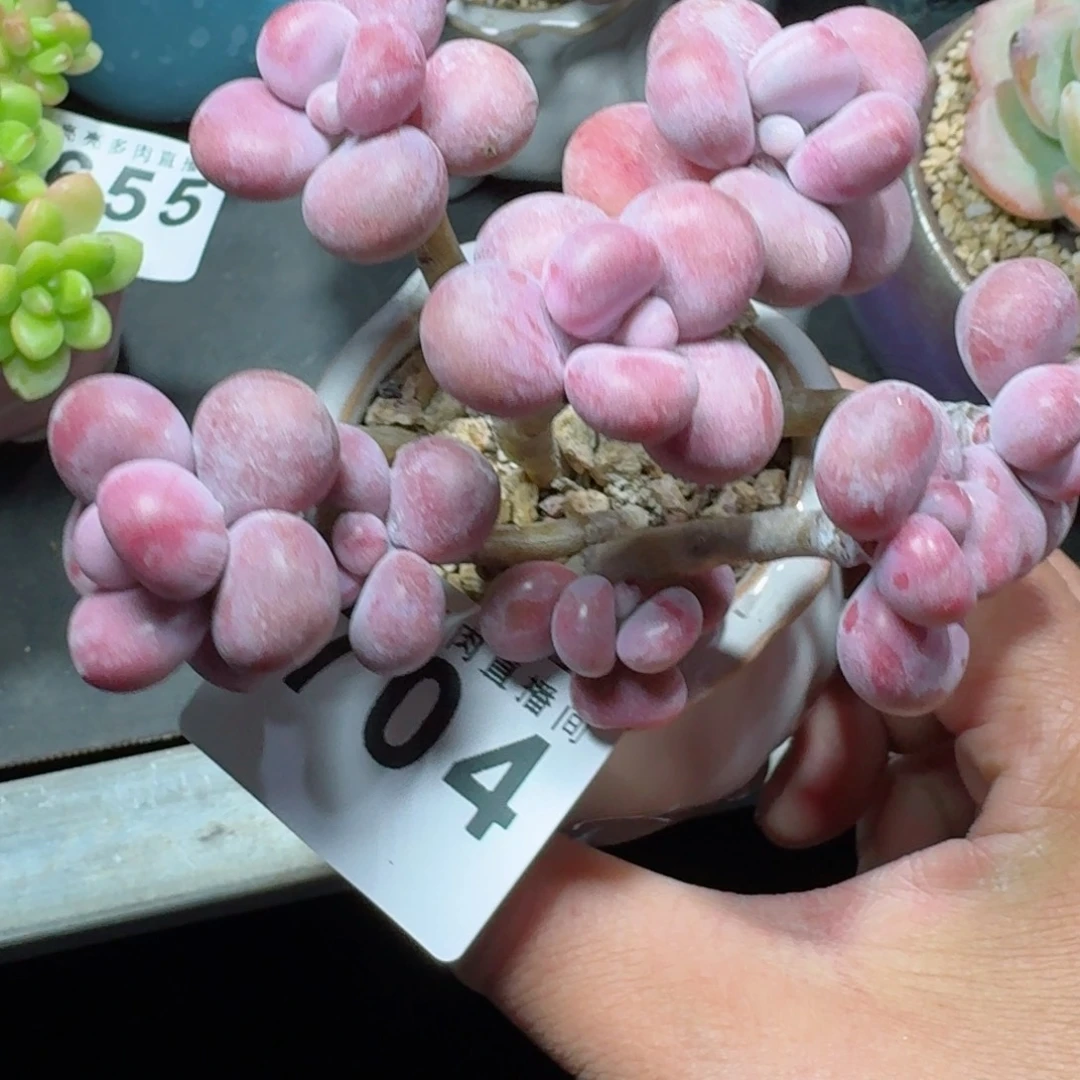 腰子蛋      愿你一路坦途，乘风破浪展宏图