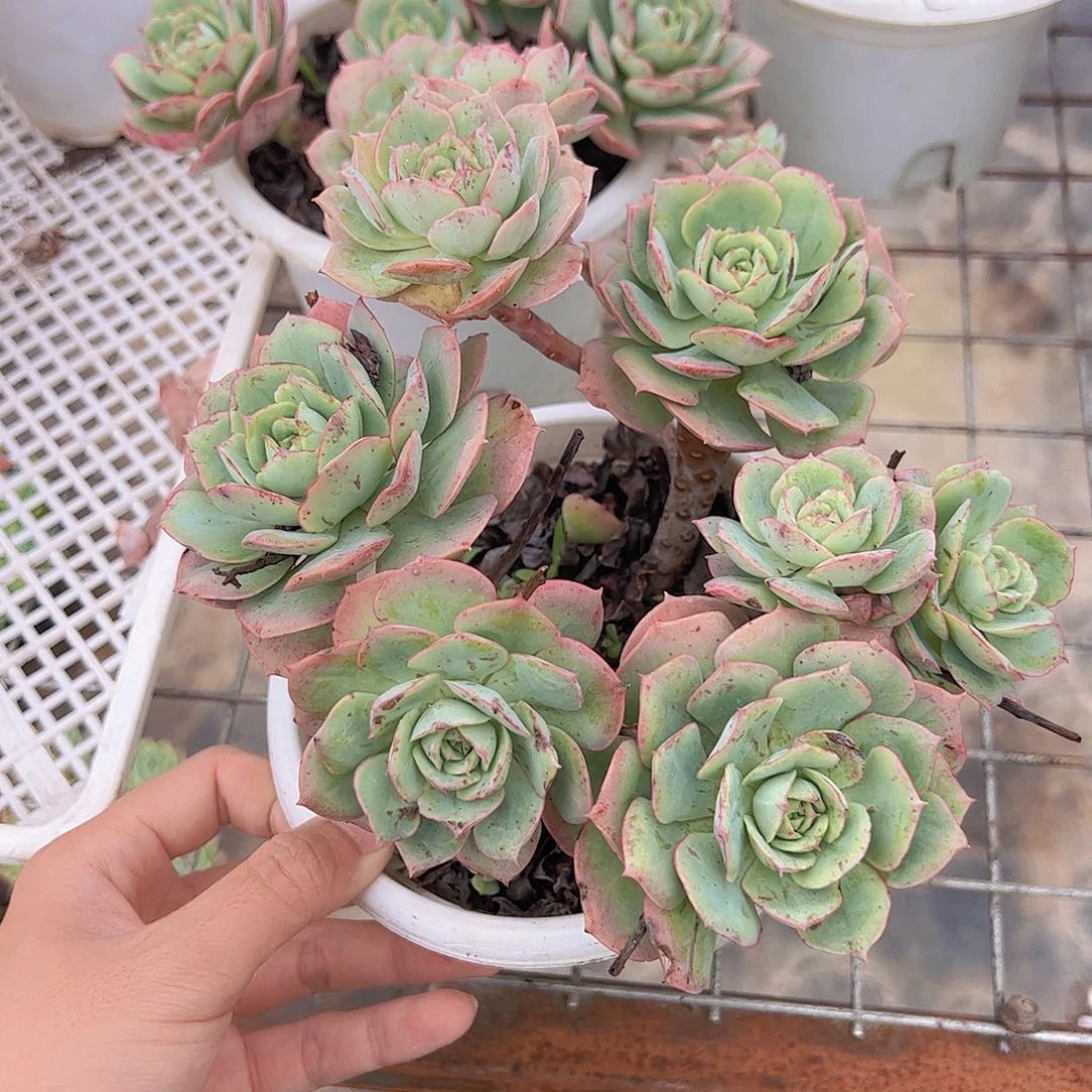 克罗地亚玫瑰多头老桩造型精品