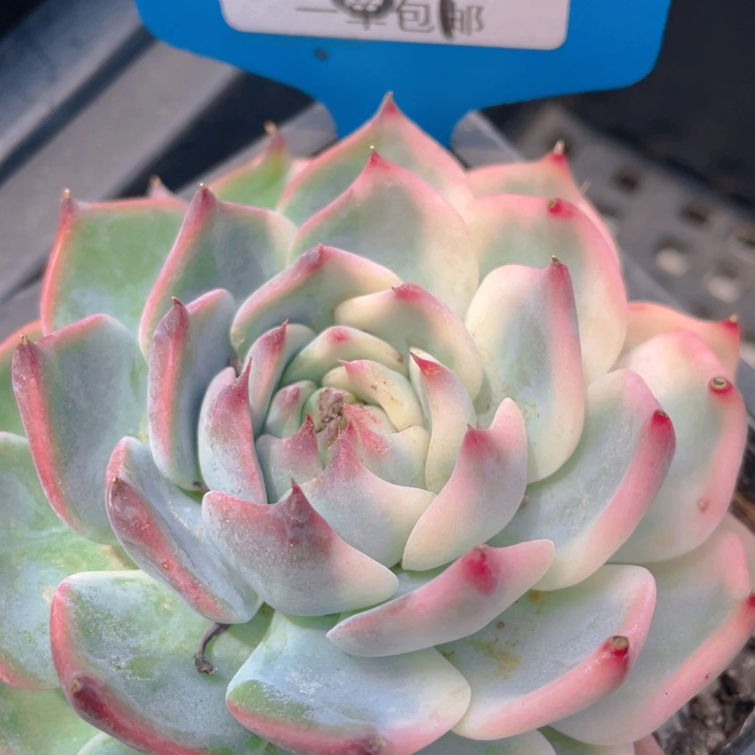 0722-87-吉娃娃锦福利一颗