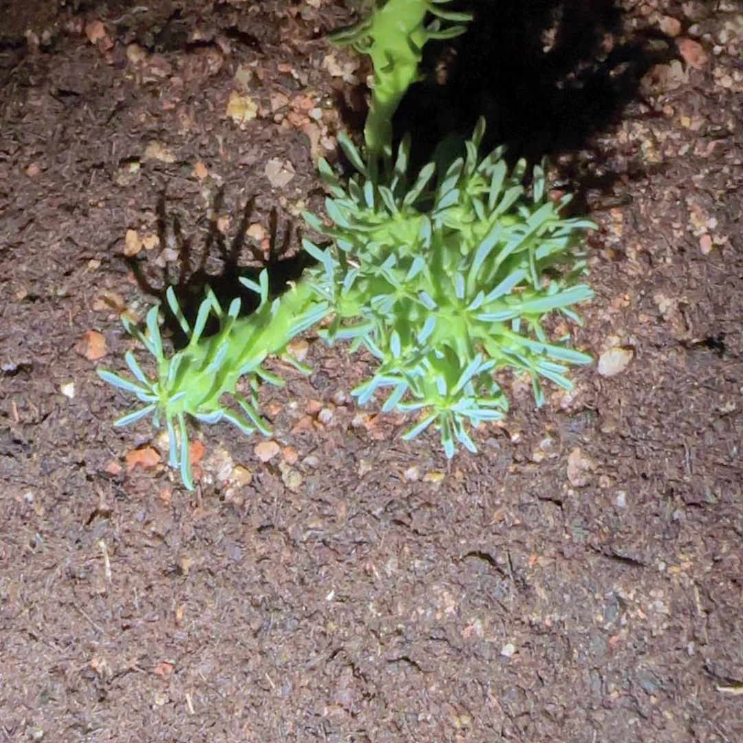 叽***噜块根植物块根植物