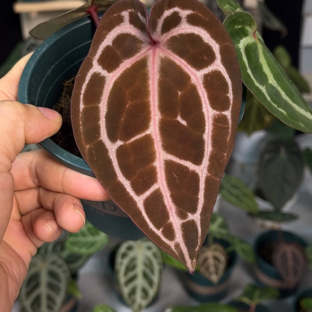 无花朵011 红水晶