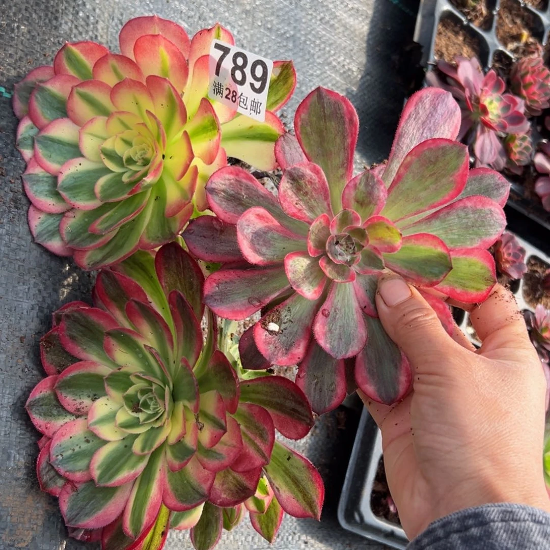 多肉植物789三颗的