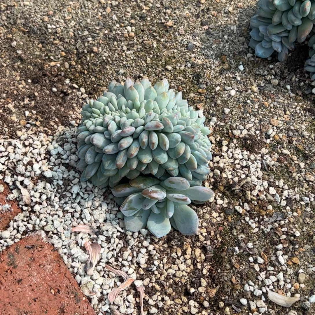 丌*寄养寄寄养寄养