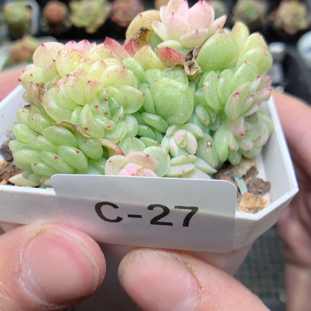 C27y y y y y y y y y y