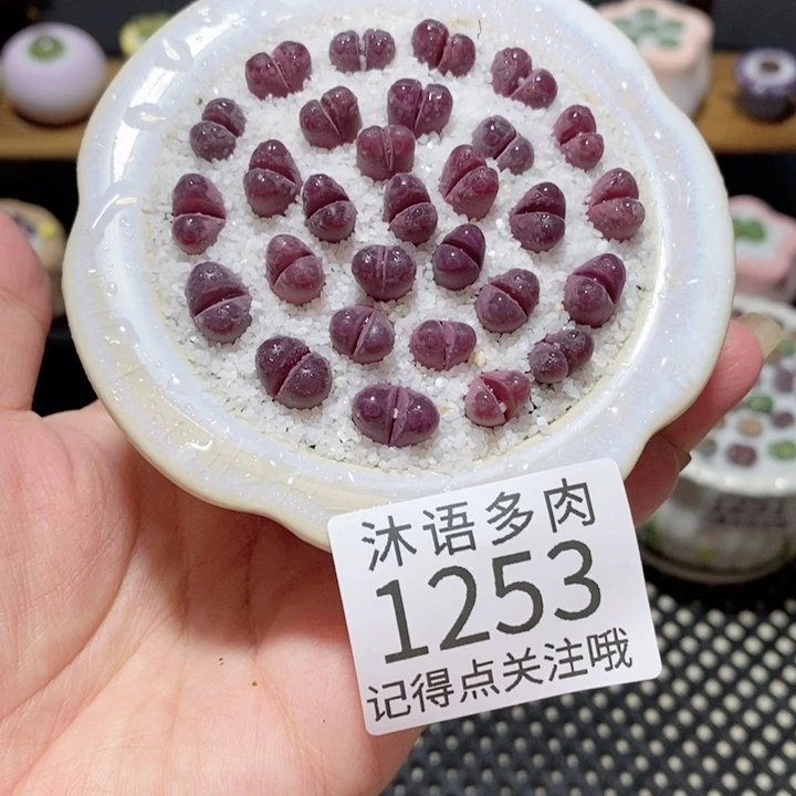 带盆土植物 一物一拍1253