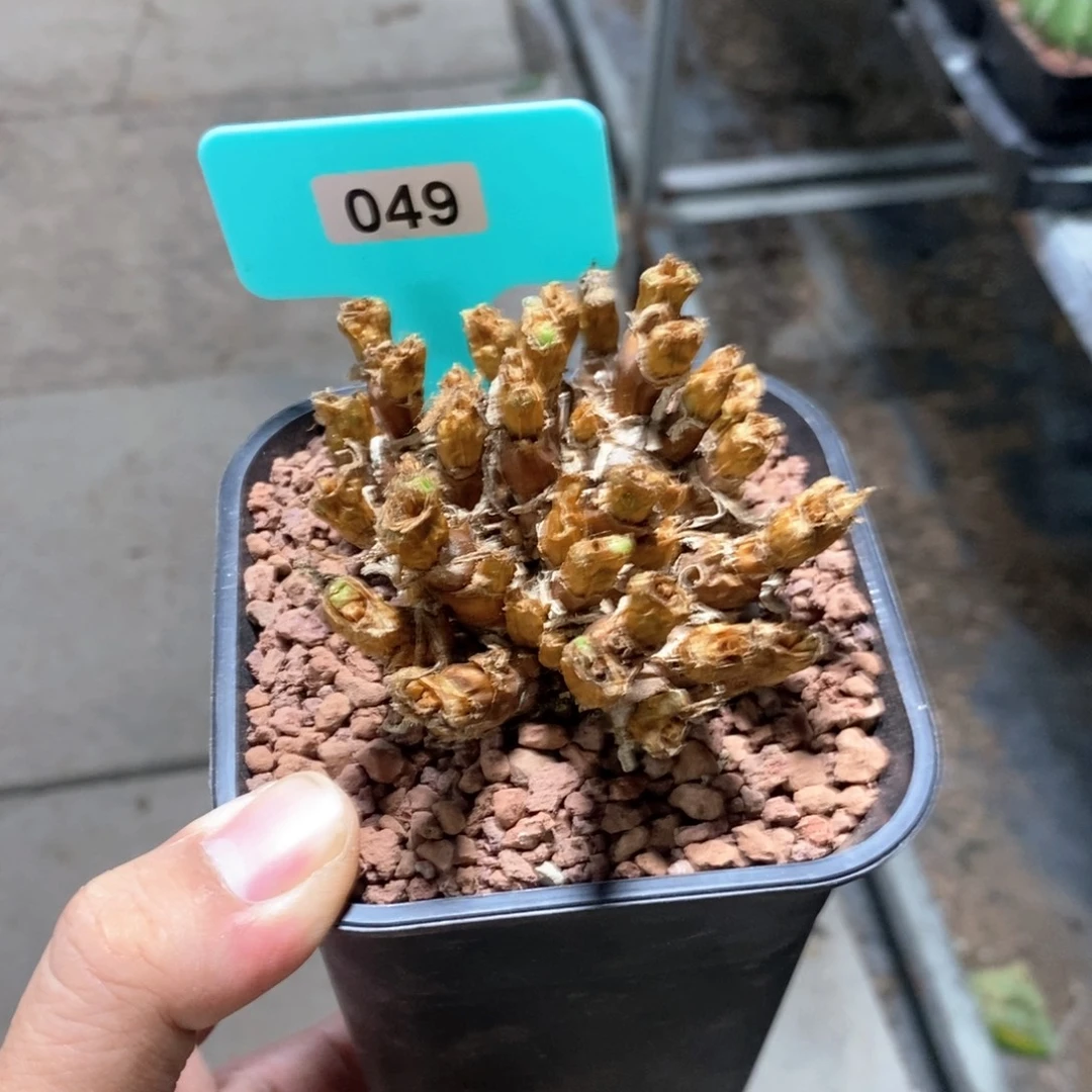 碧光环小兔子一个