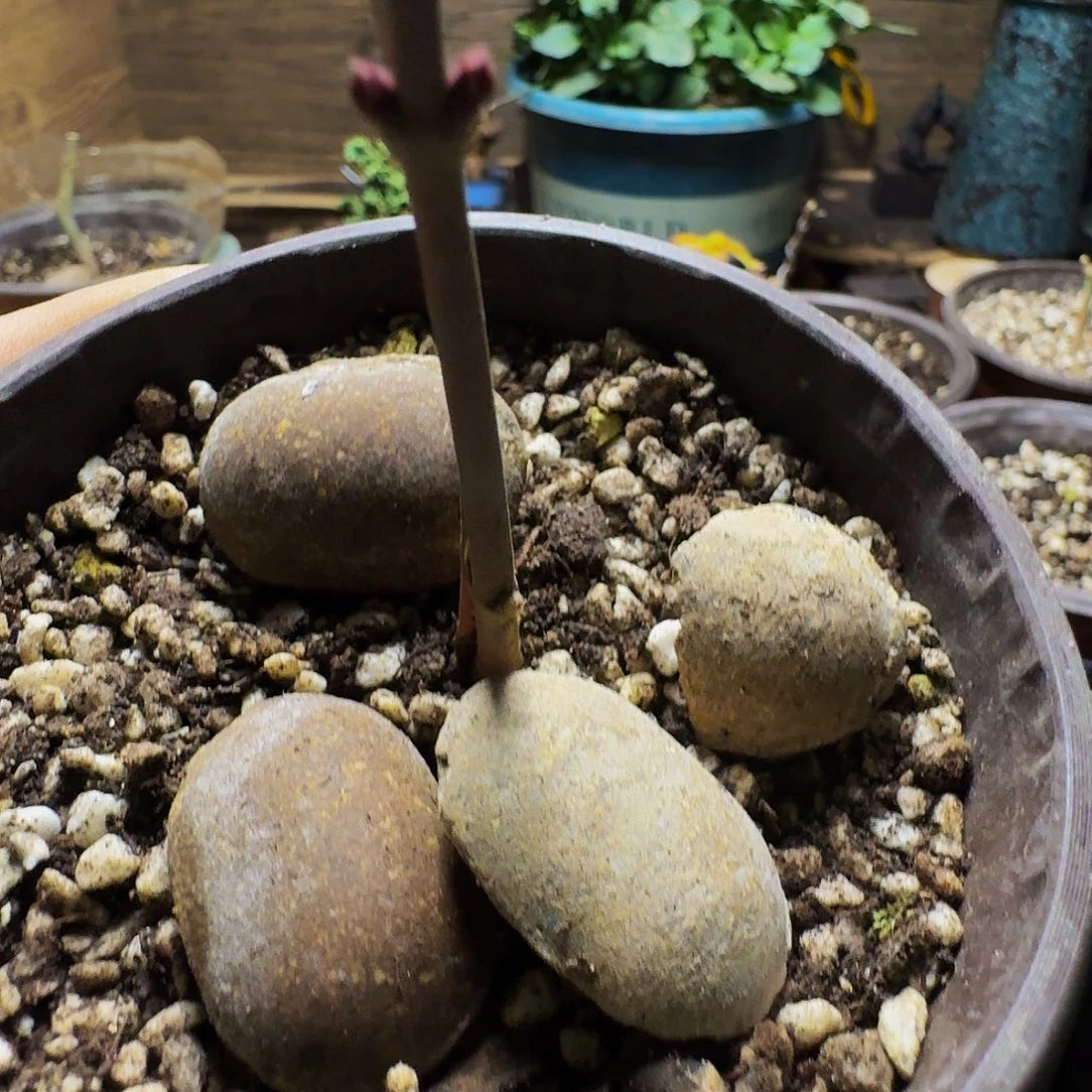 5粒日本长效缓释