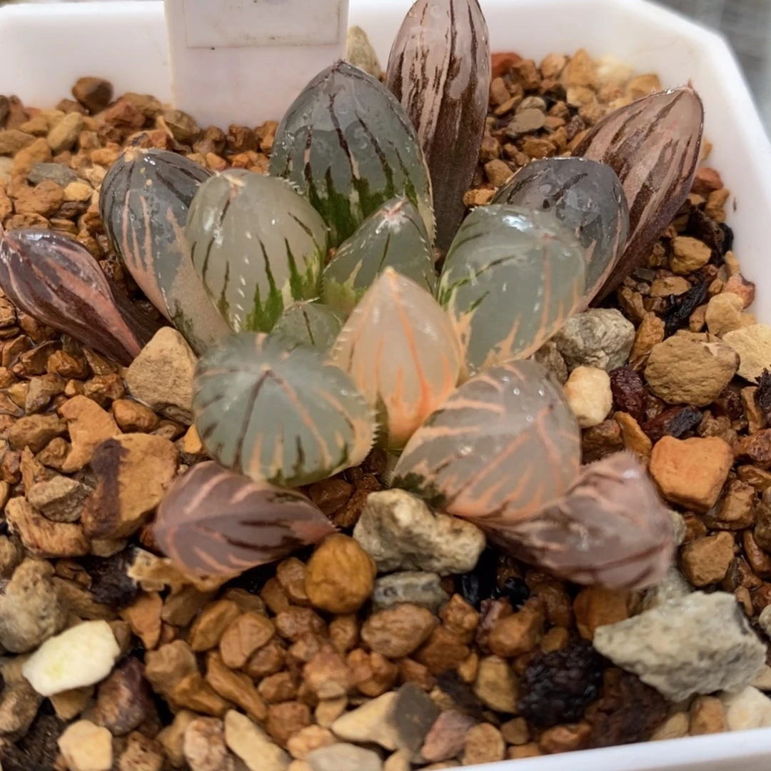 598号oh3玉露锦玉露锦