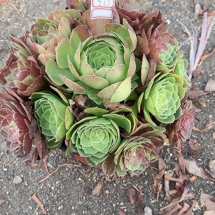 735花月夜多肉植物
