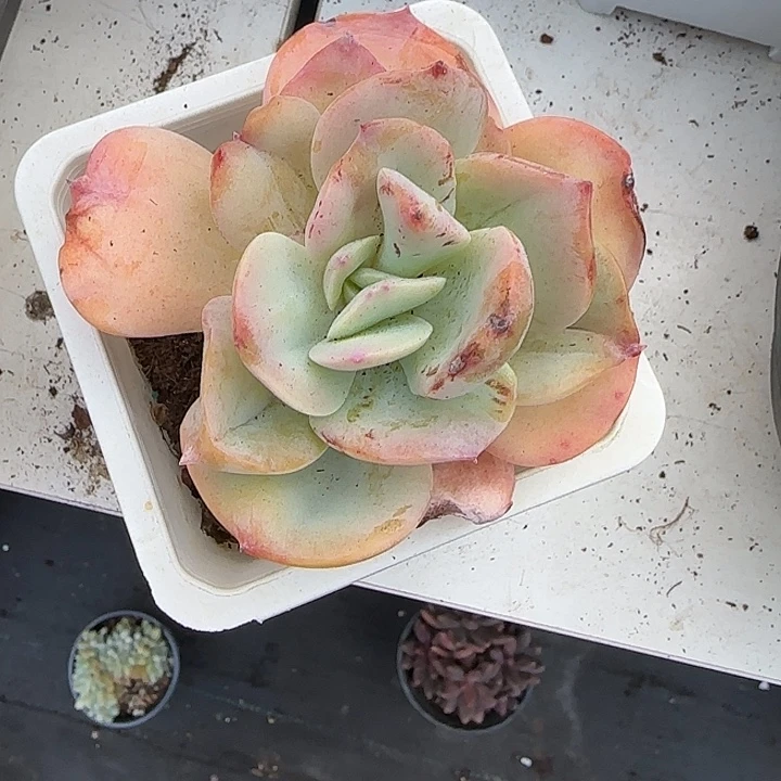 青蛙王子儿童牙膏11