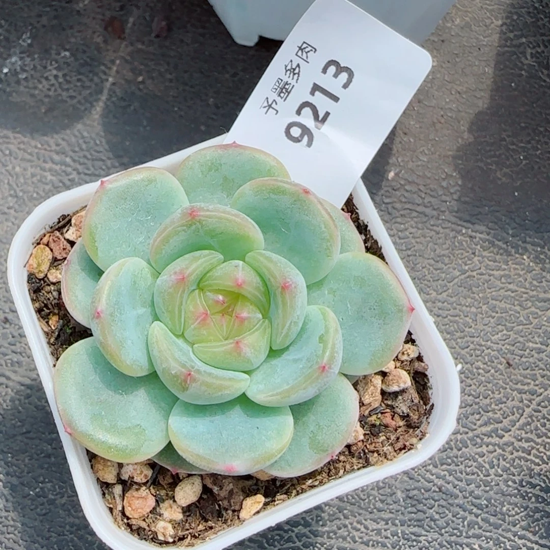 甜心，9213多肉植物