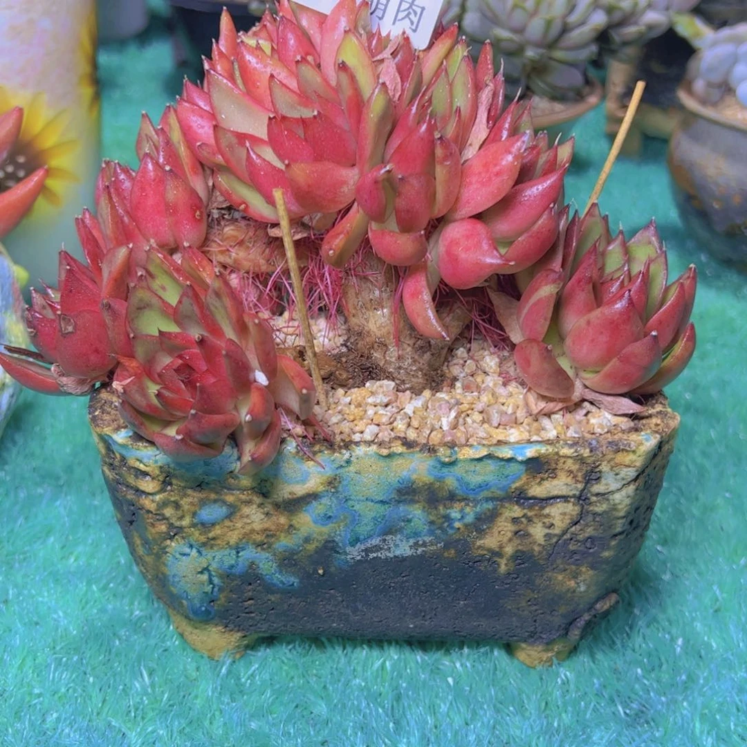 野马缀6720多肉植物
