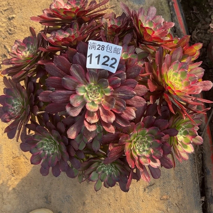 1122紫霞优选多肉植物