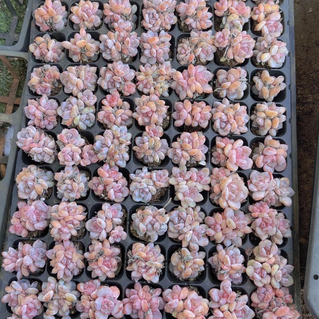 星影群一颗量拍111111