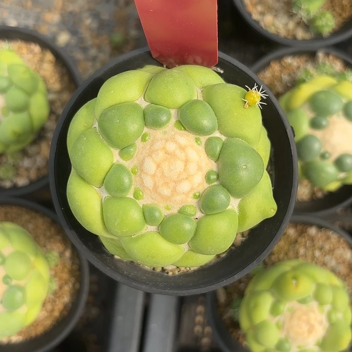 915-0609泰国发货