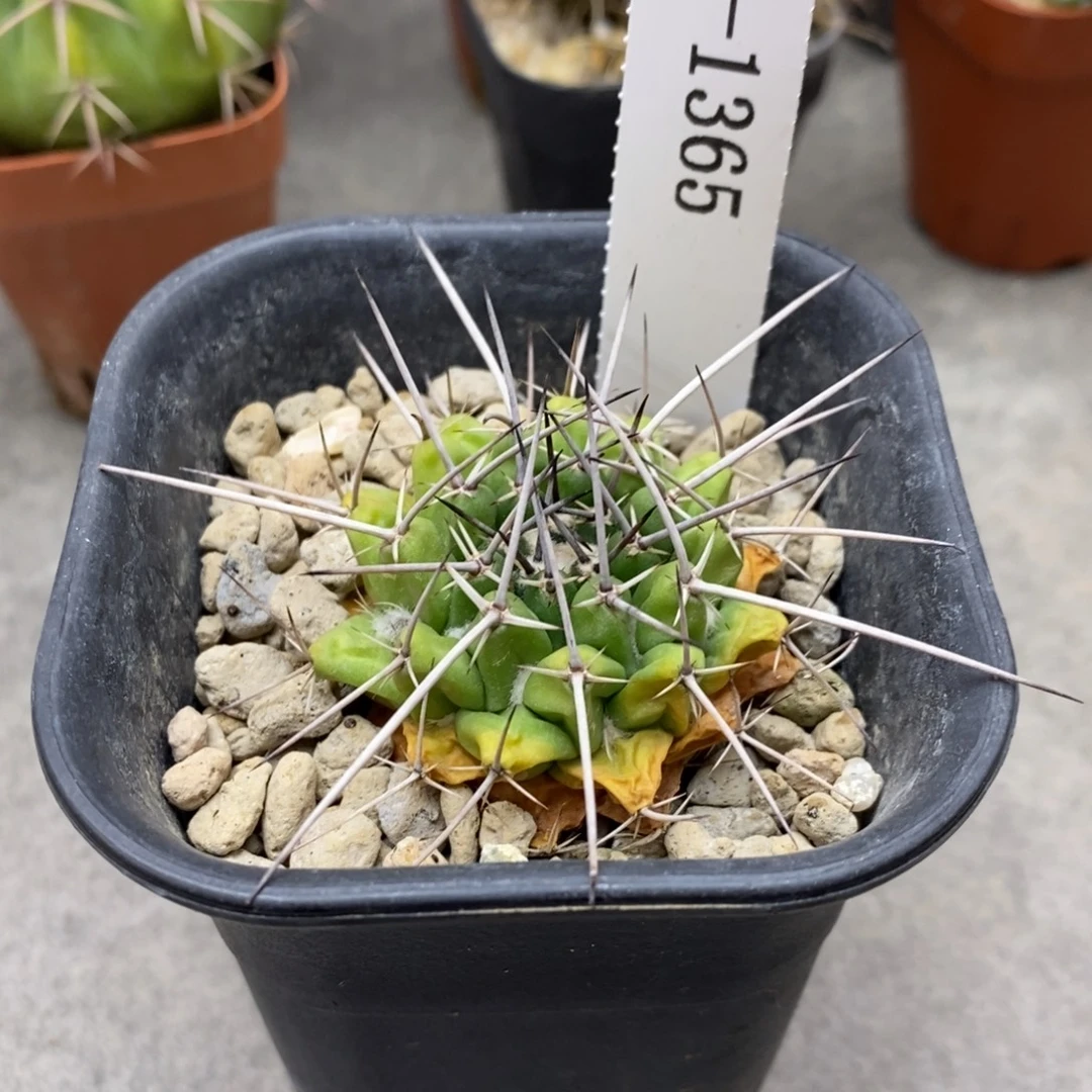 我***上G1365花有转盘仙人球