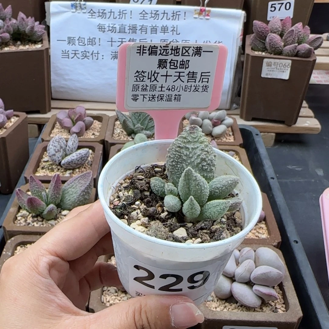 229冰魄多肉植物