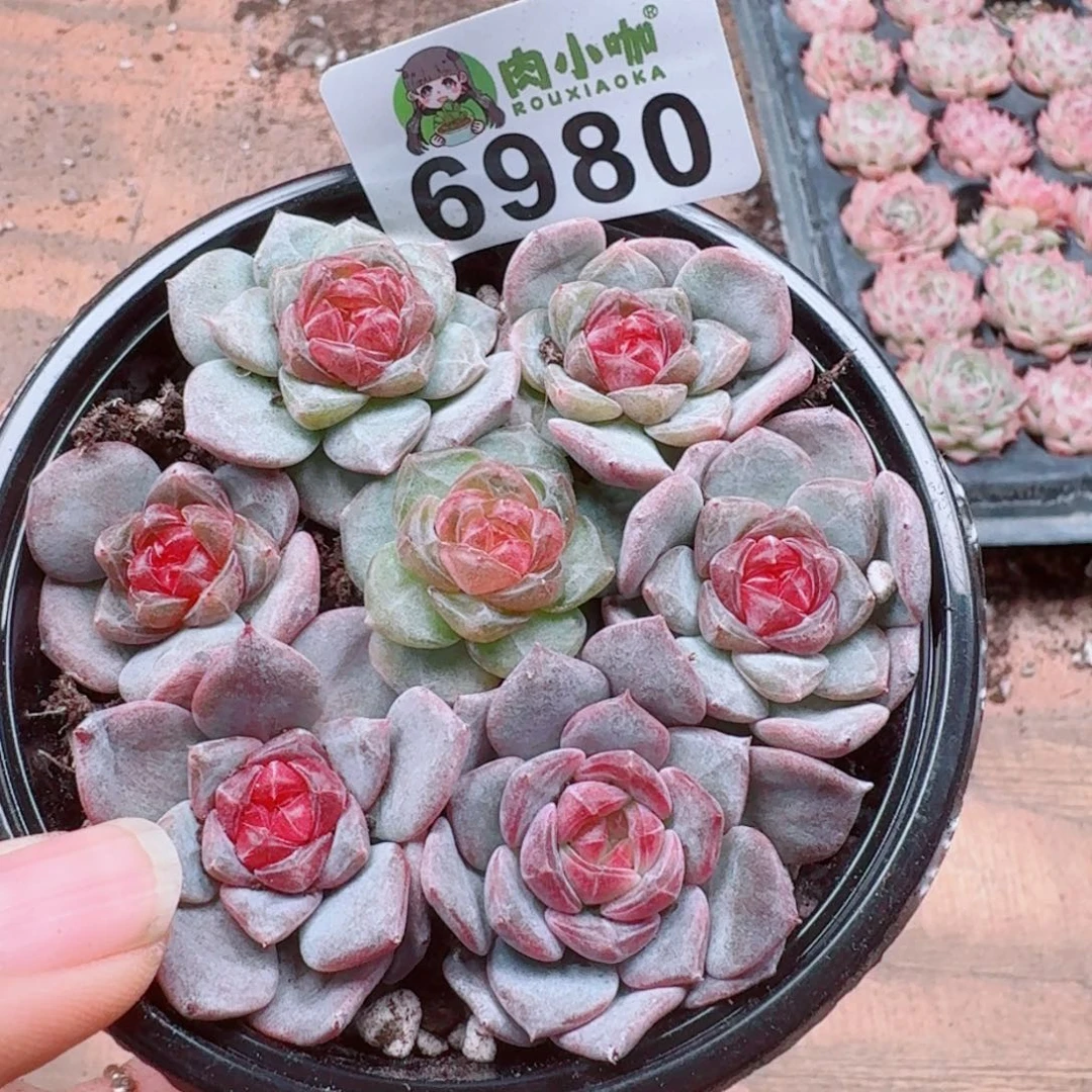 多肉植物多肉植物