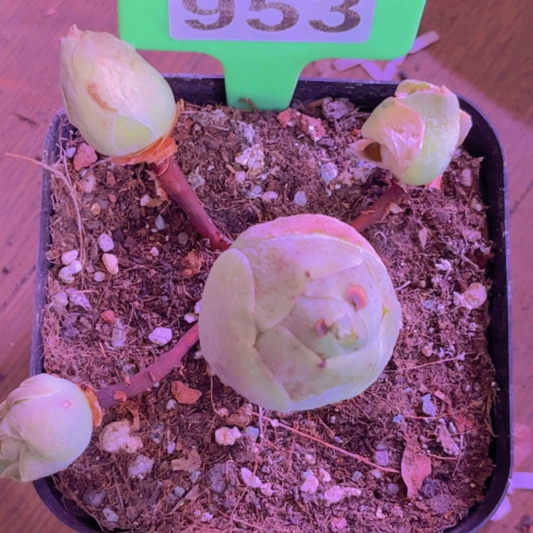 953山地玫瑰绿色