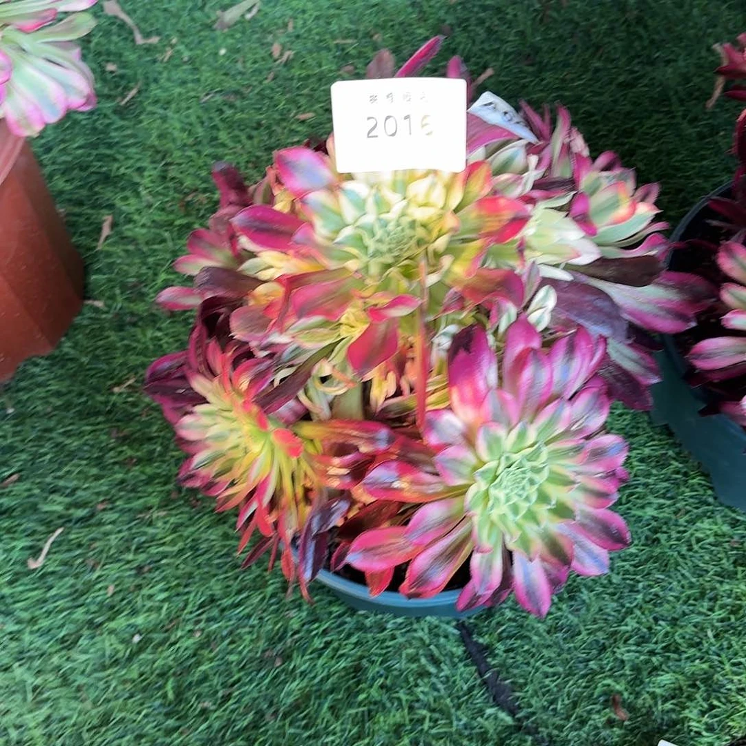 多肉法师天河2016