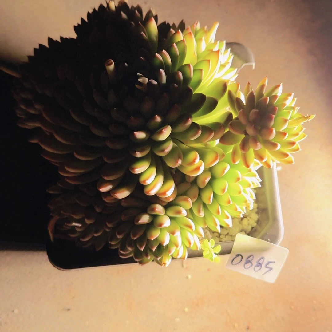 蛋*0885星际迷航多肉